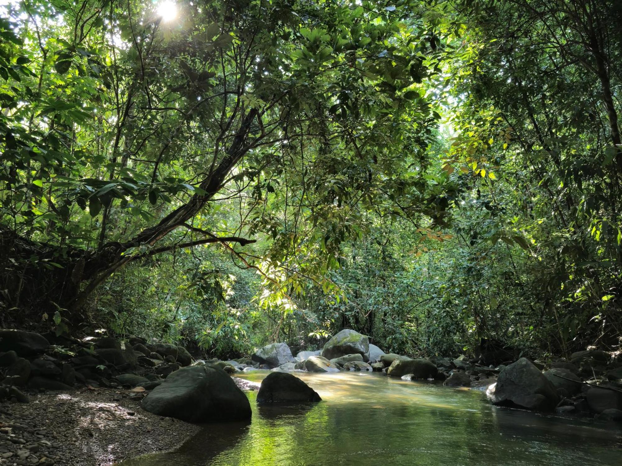 Cool Waters Jungle Villas Uvita Dış mekan fotoğraf